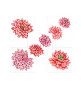 Dahlia - 5 sheets