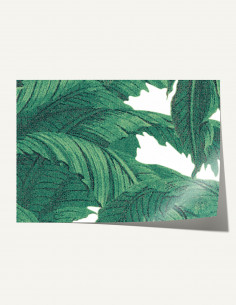 Musa - Échantillon 2