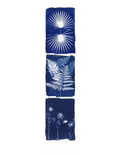 copy of Cyanotype Anna -...