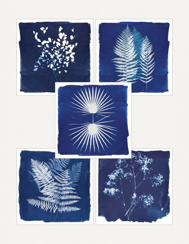 Cyanotype • Invincible Été x...