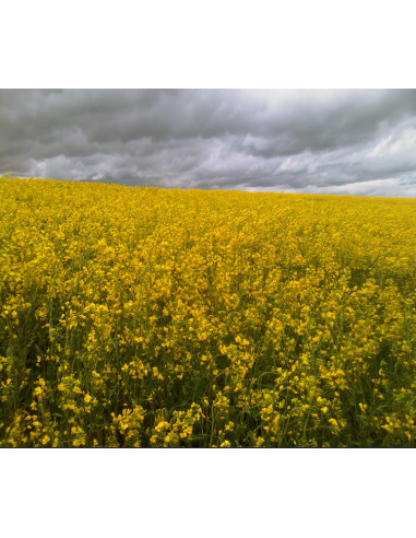 Champ de Colza Impression sur-mesure...