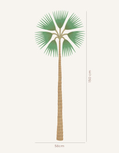 Palmier de Chusan - Large... 2