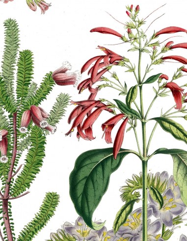 copy of Victorian Garden - Wallpanel...