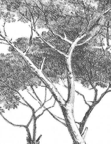 Pineta Marzini - Échantillon