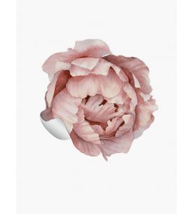 Paeonia - Grands stickers